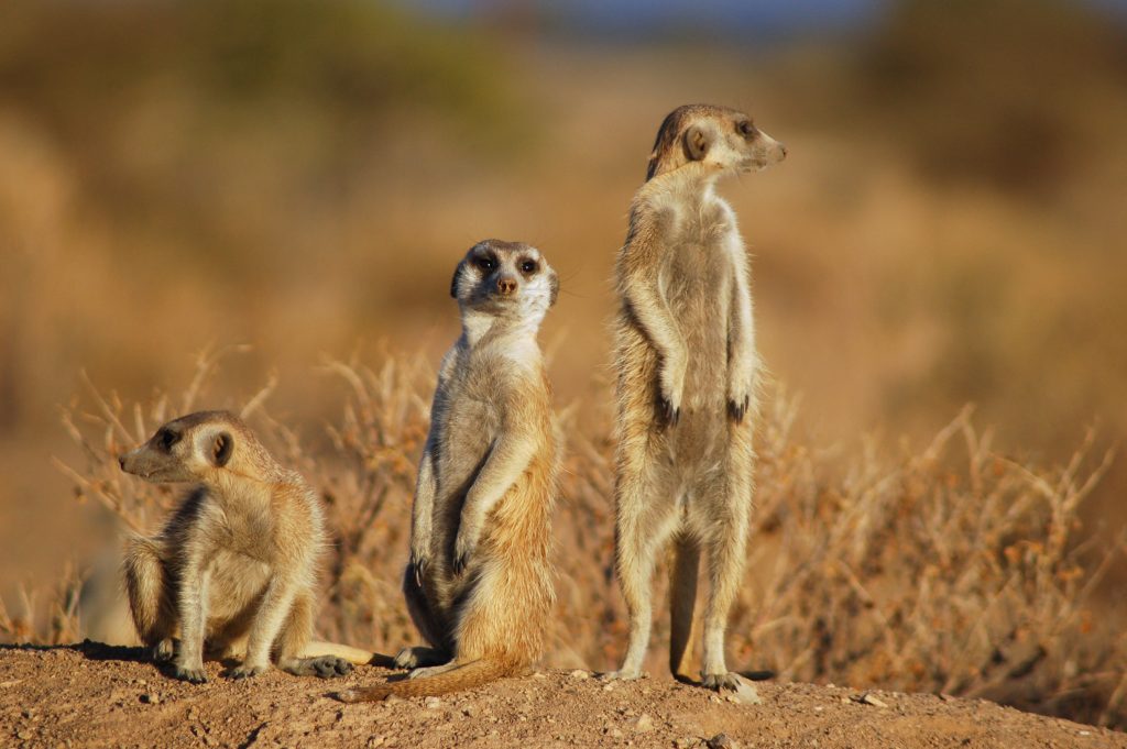 Como vivem os animais de O Rei Leão na vida real GreenBond