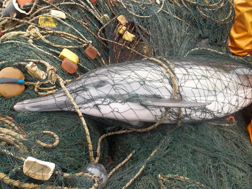 Impactos Da Pesca O Oceano Em Risco Greenbond