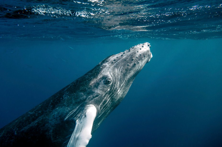 Aprovada a PROIBIÇÃO da caça comercial de baleias, mas caça científica continua permitida