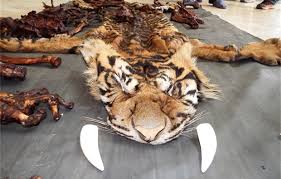 China permite comércio de ossos de tigres e chifres de rinoceronte novamente