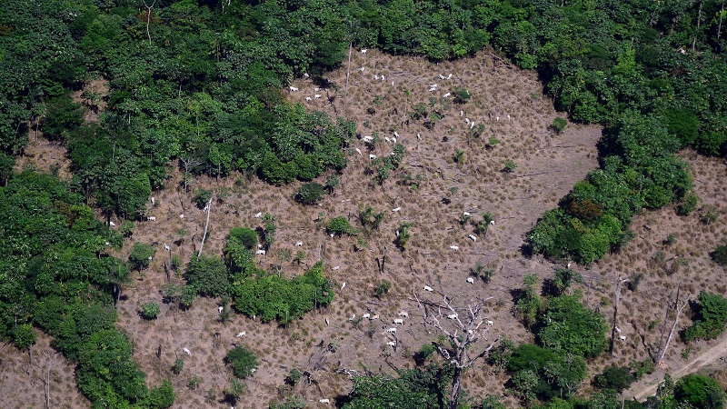 Entenda o atual cenário da política ambiental no Brasil