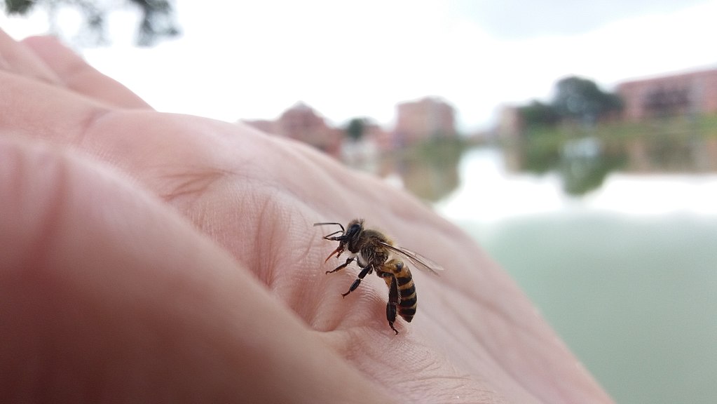 Por que as abelhas são tão importantes para o planeta?