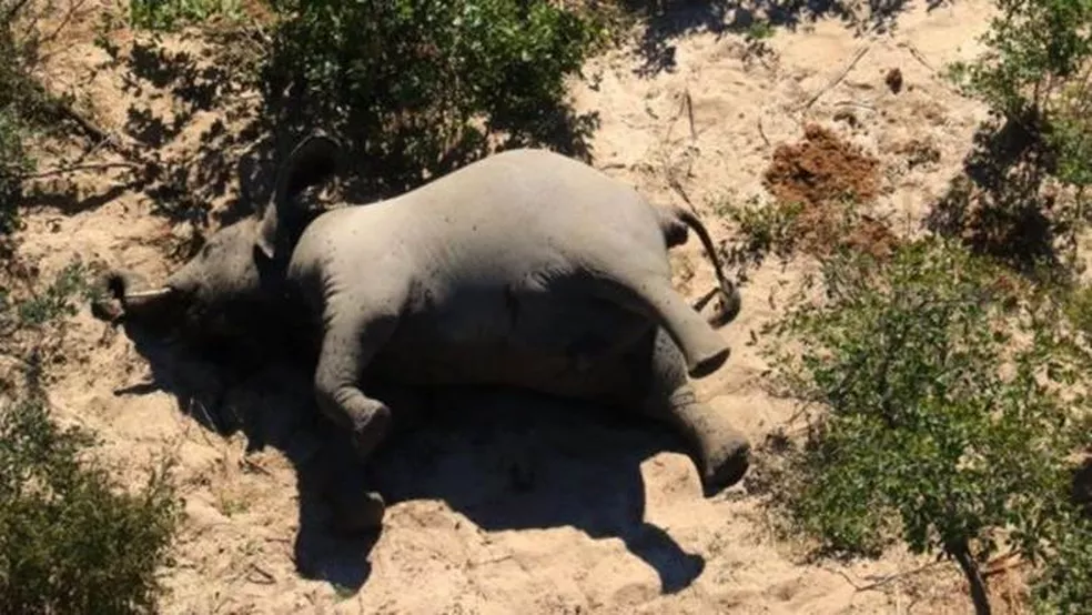 Toxinas naturais podem ter causado a morte de centenas de elefantes em Botsuana