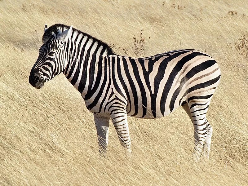 Ficha animal: Zebra