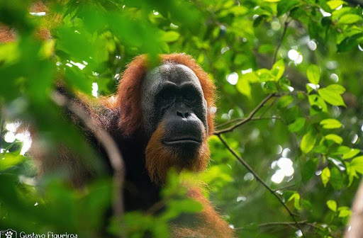 Viagem a Sumatra: um encontro com os orangotangos
